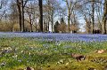Scilla   004